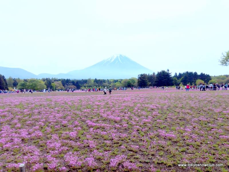 富士芝桜祭り＆ワイナリー