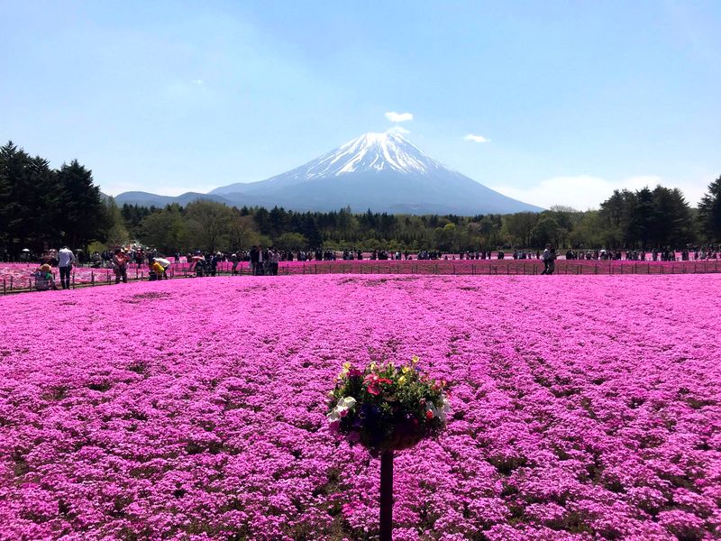 富士芝桜祭り＆ワイナリー