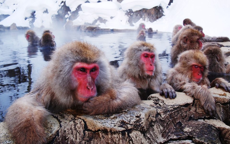 Shiga Kogen Snow Monkey Xmas Weekend Trip. 