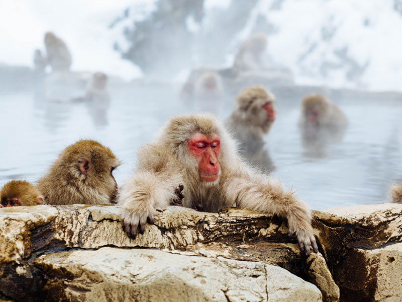 Shiga Kogen Snow Monkey Powder Weekend - Japan