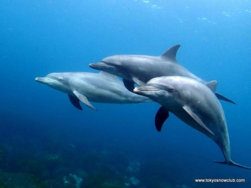 Miyakejima Dolphin Swim Island Getaway - Japan