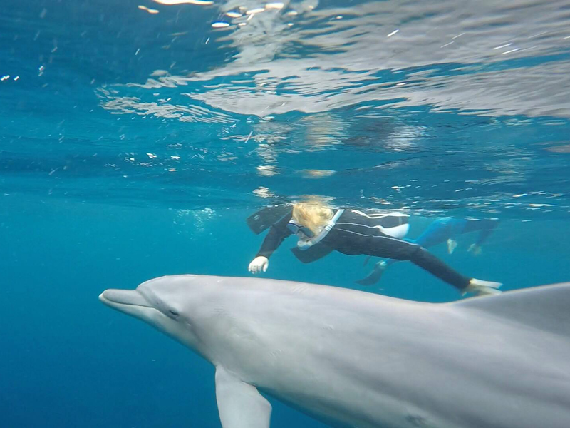 Miyakejima Dolphin Swim Island Getaway
