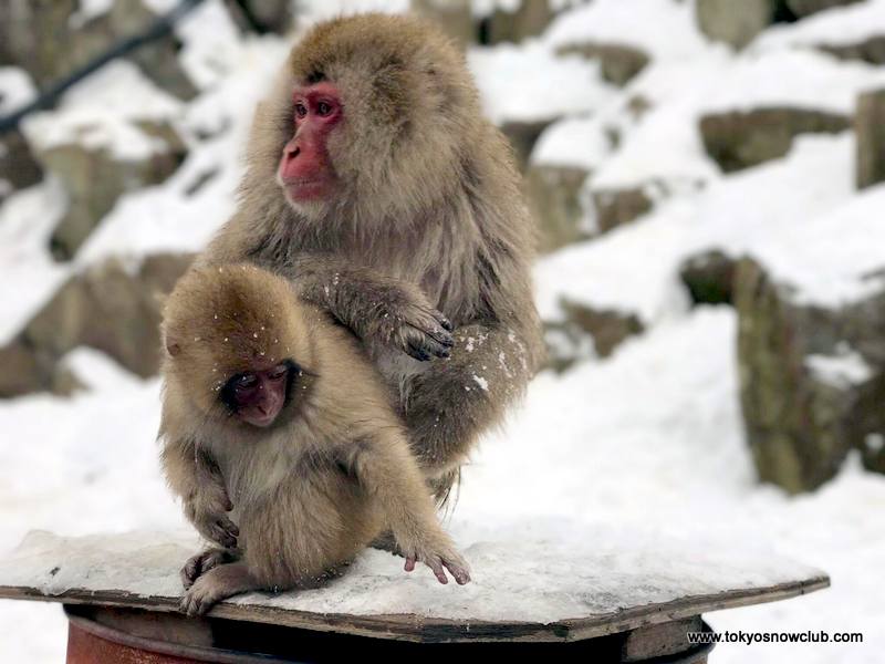 Shiga Kogen Snow Monkeys