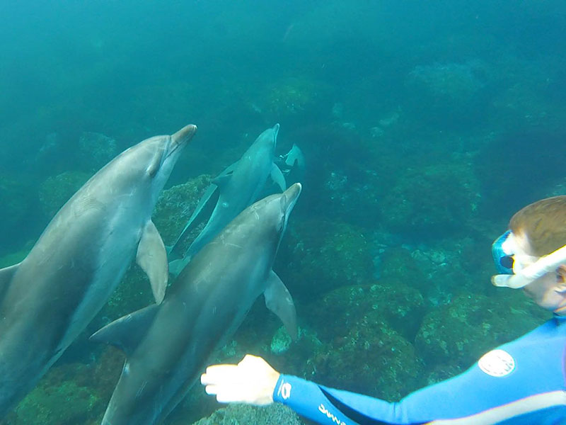 Miyakejima Dolphin Swim Island Getaway