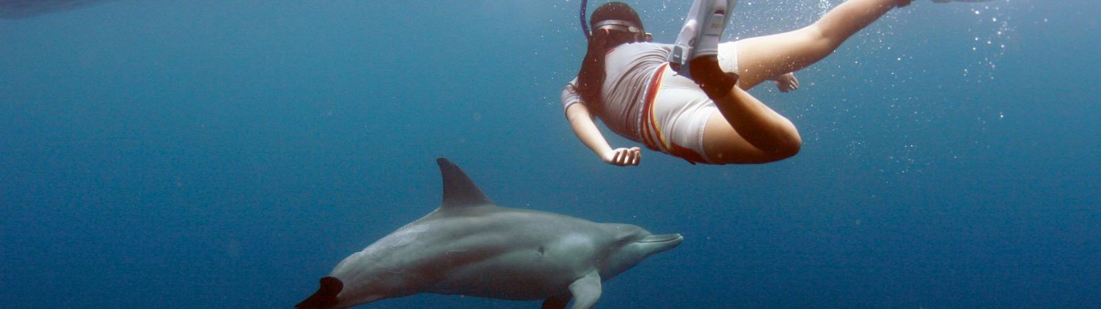 Miyakejima Dolphin Swim