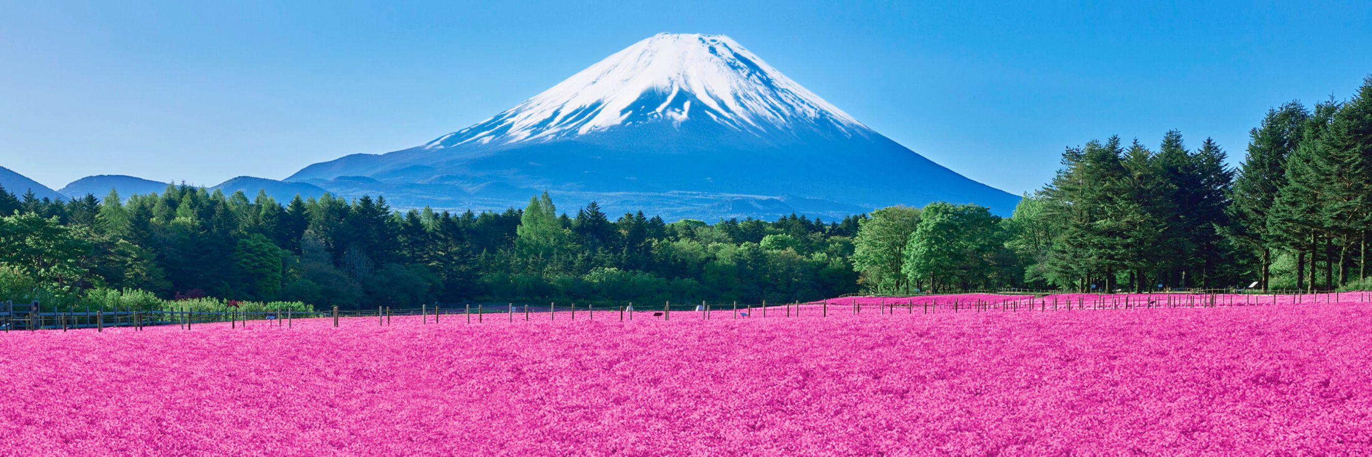 Fuji Shibazakura Festival