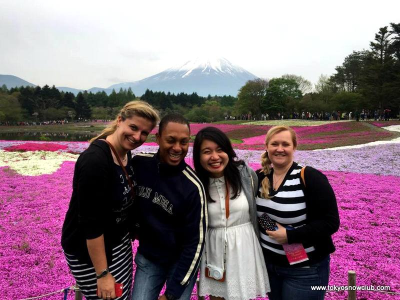 Fuji Shibazakura Festival