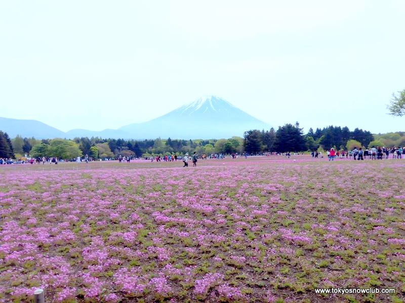 Fuji Shibazakura Festival
