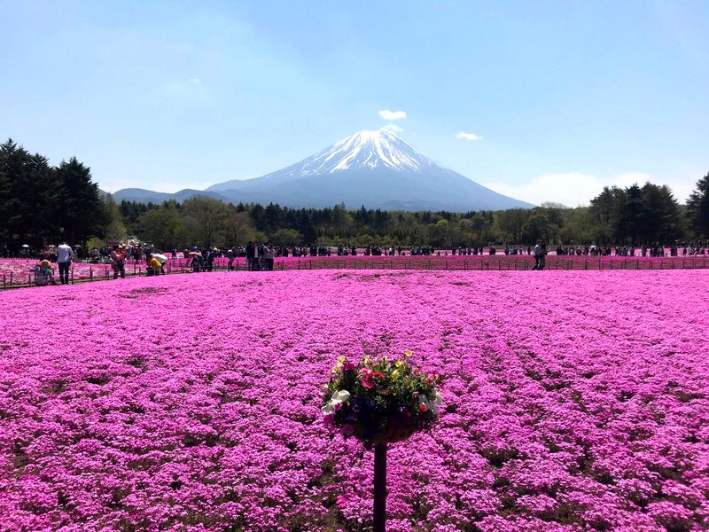 Fuji Shibazakura Festival