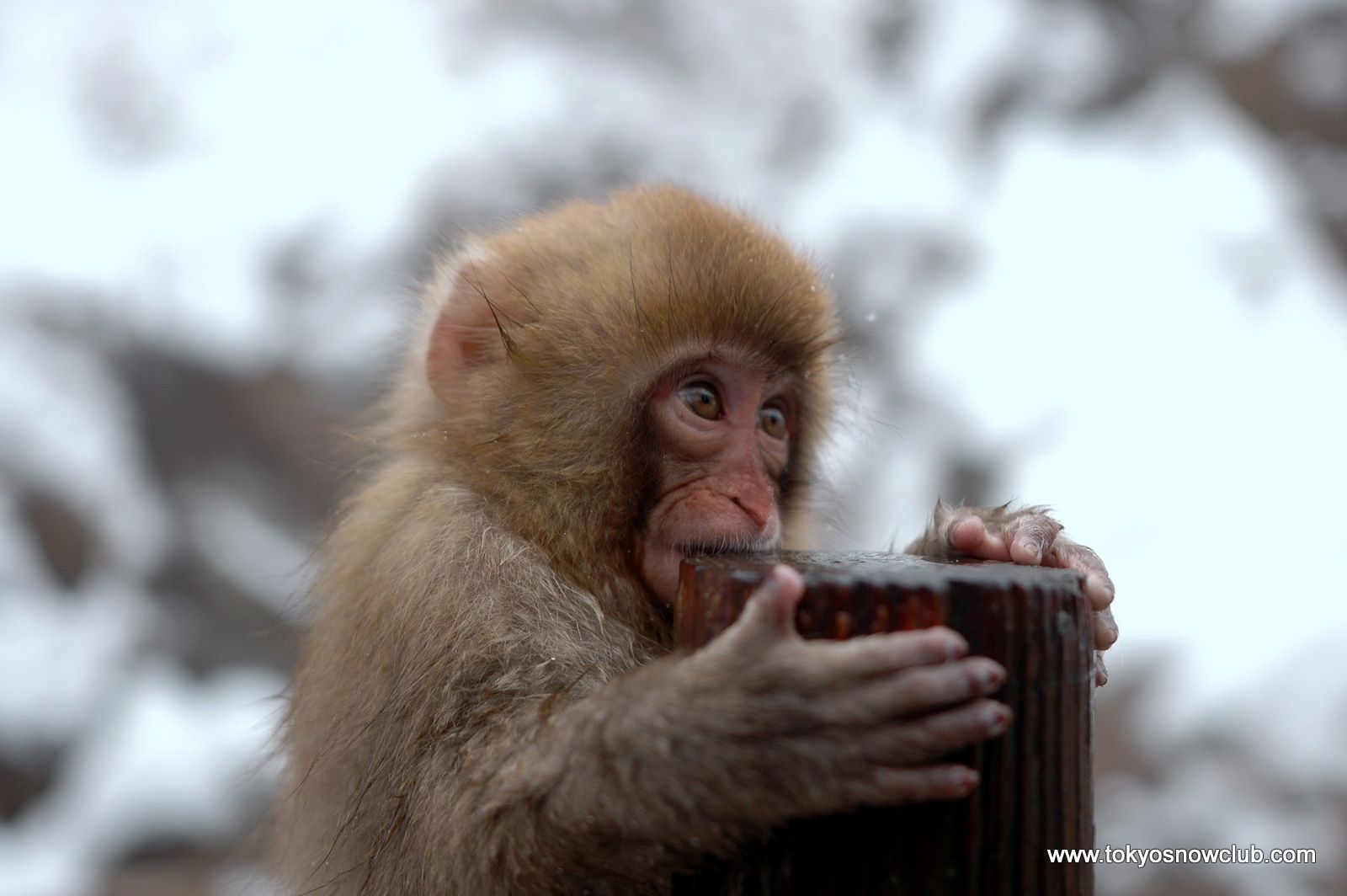 Shiga Kogen Snow Monkey Powder Long Weekend trip photo